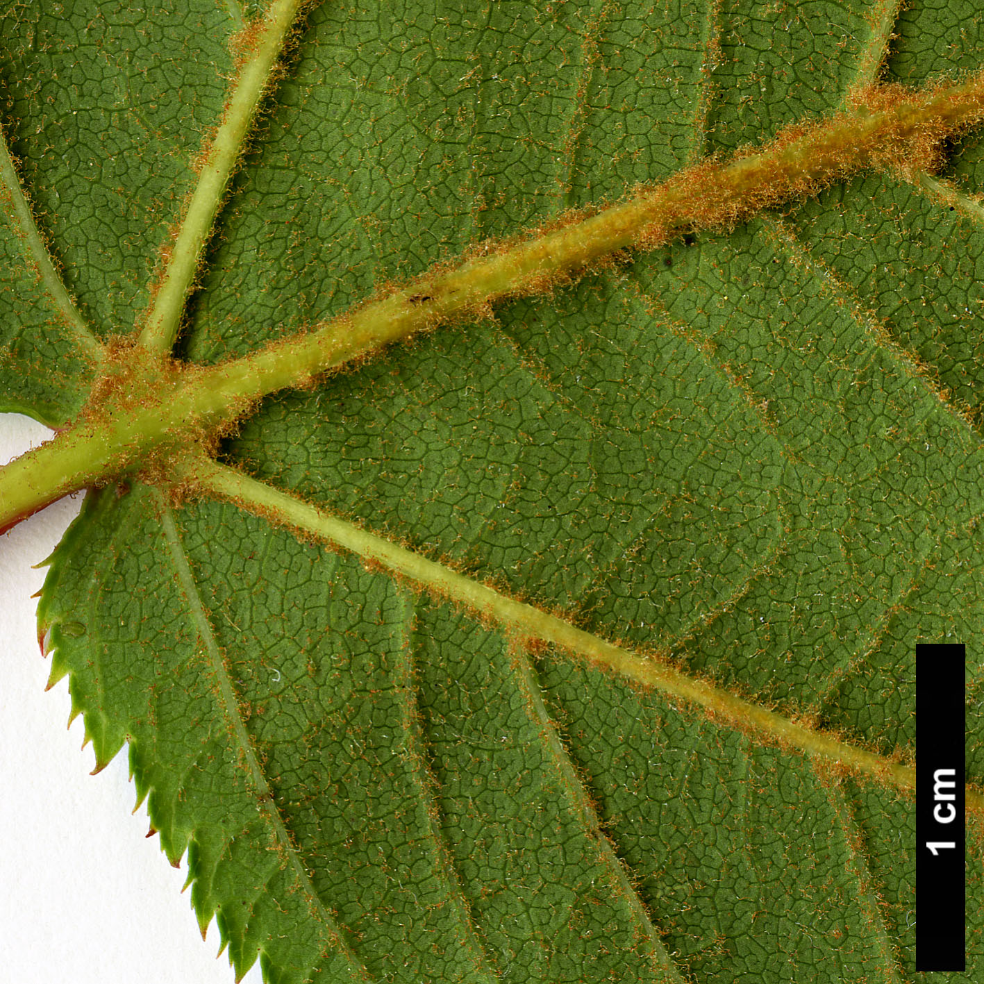 High resolution image: Family: Sapindaceae - Genus: Acer - Taxon: pectinatum - SpeciesSub: subsp. pectinatum